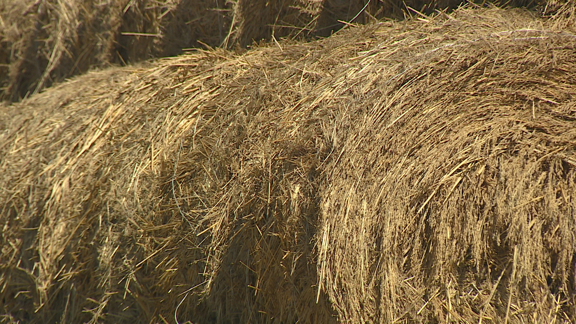 Очередной очаг бруцеллеза обнаружили в Ленинском районе Волгоградской области