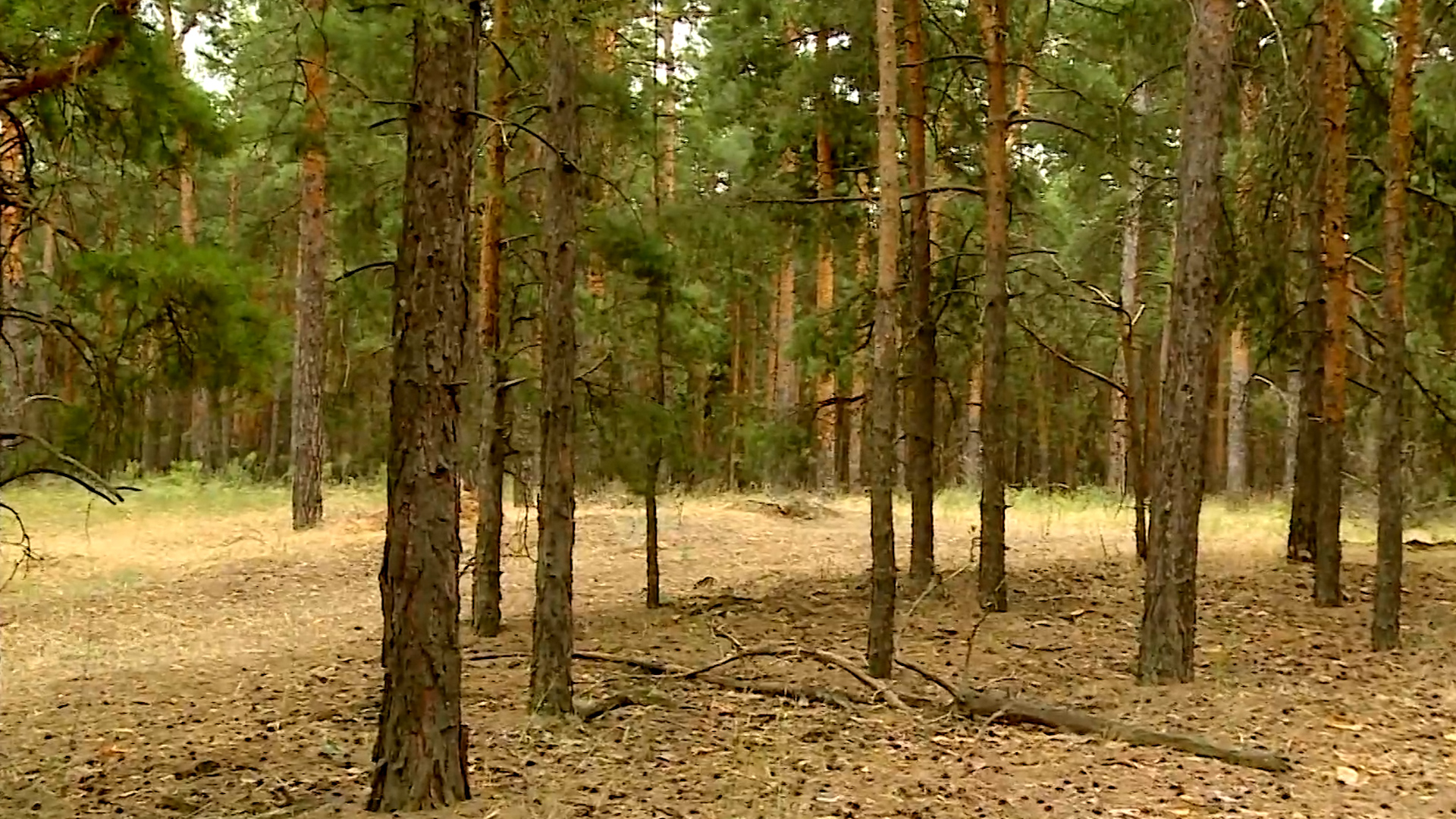 В Волгоградской области почти 50 гектаров земли вернули в лесной фонд из чужого владения