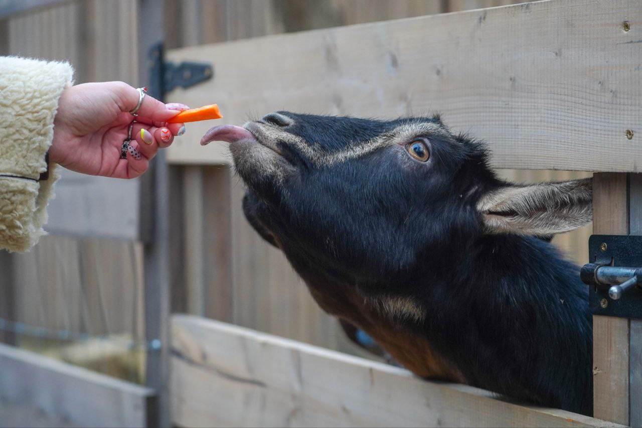 Обитатели деревни «Альпаково» в ЦПКиО Волгограда съели 300 килограммов морковки
