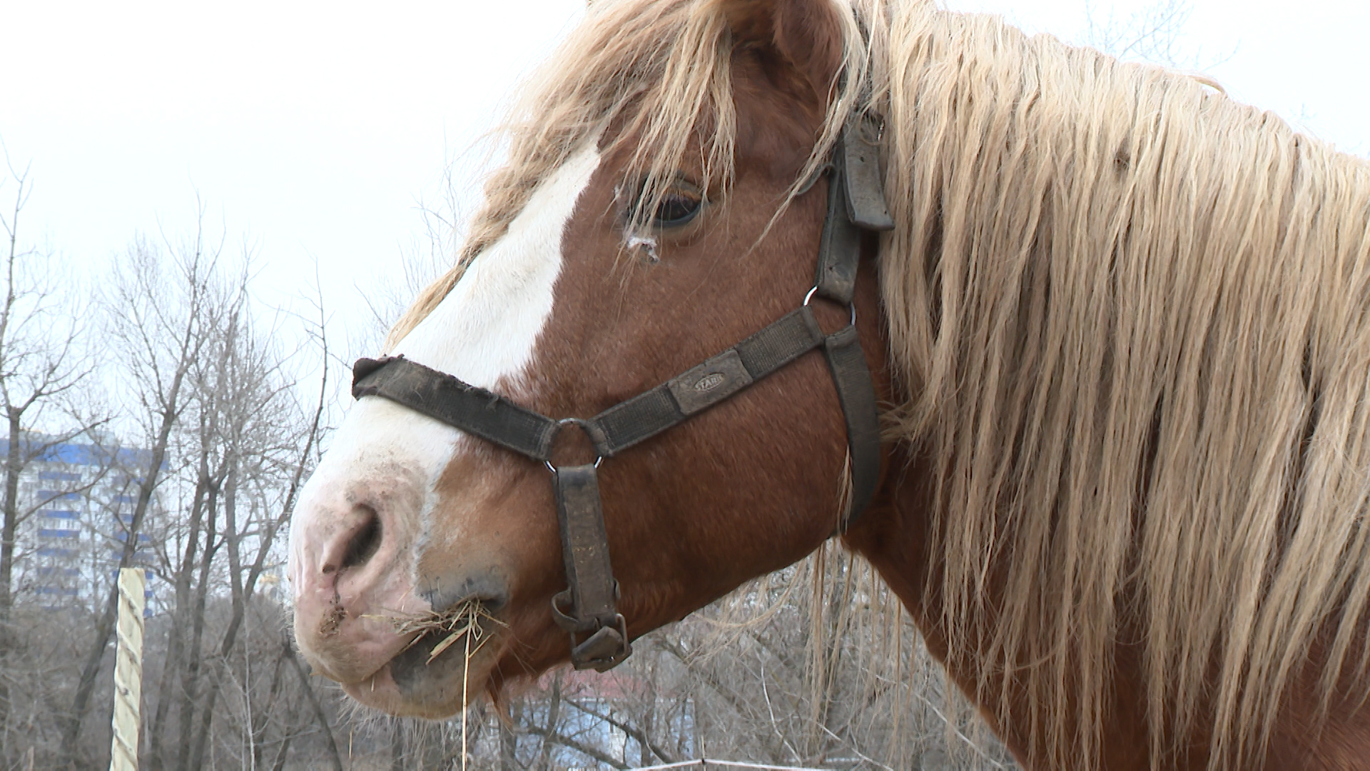Сотрудники конного клуба в Волжском рассказали о состоянии отравленных лошадей