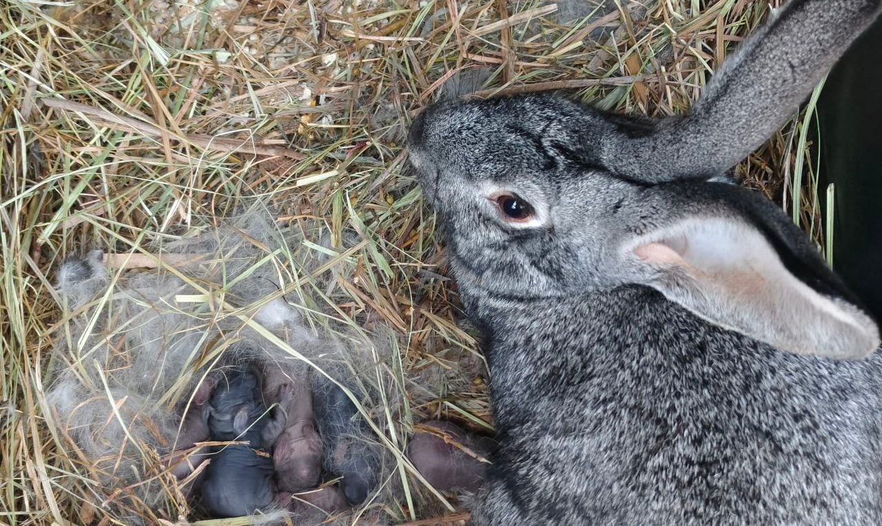 Семеро кроликов родились в ЦПКиО Волгограда