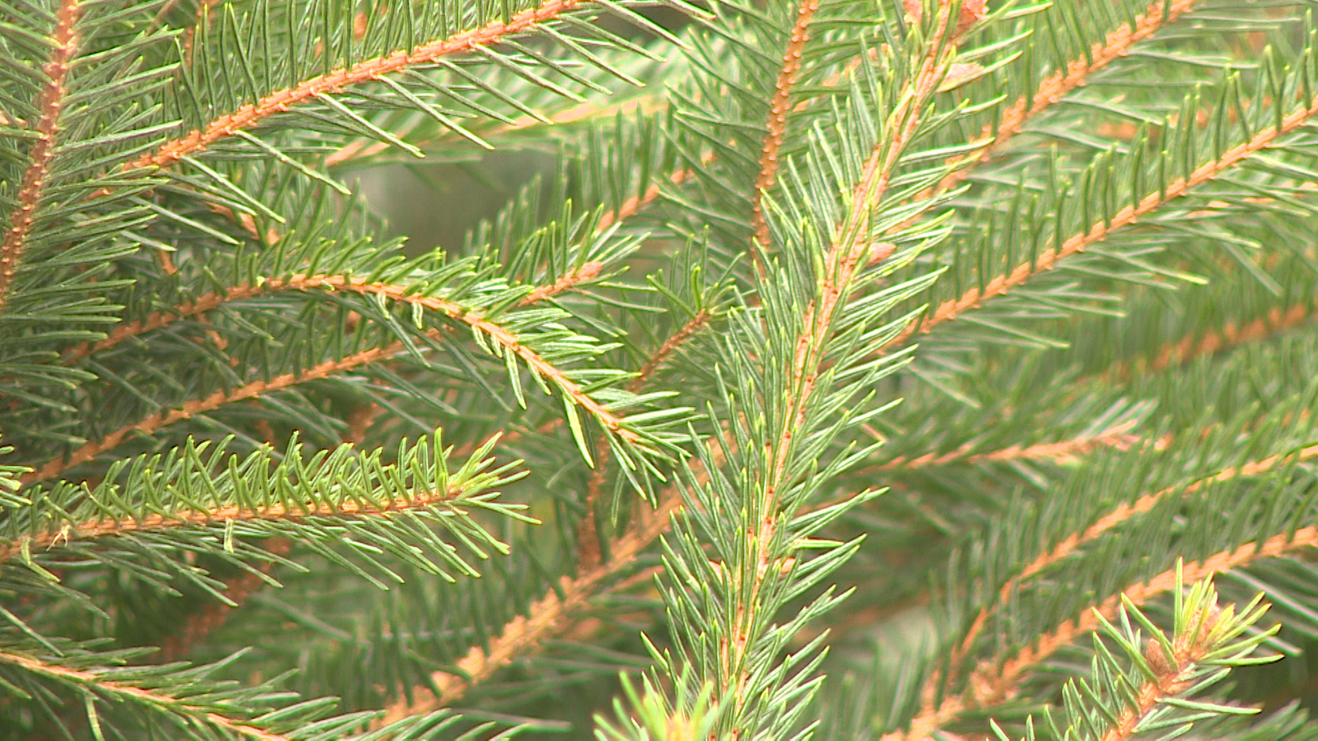 Специалисты дали волгоградцам советы по выбору хвойного дерева к Новому году