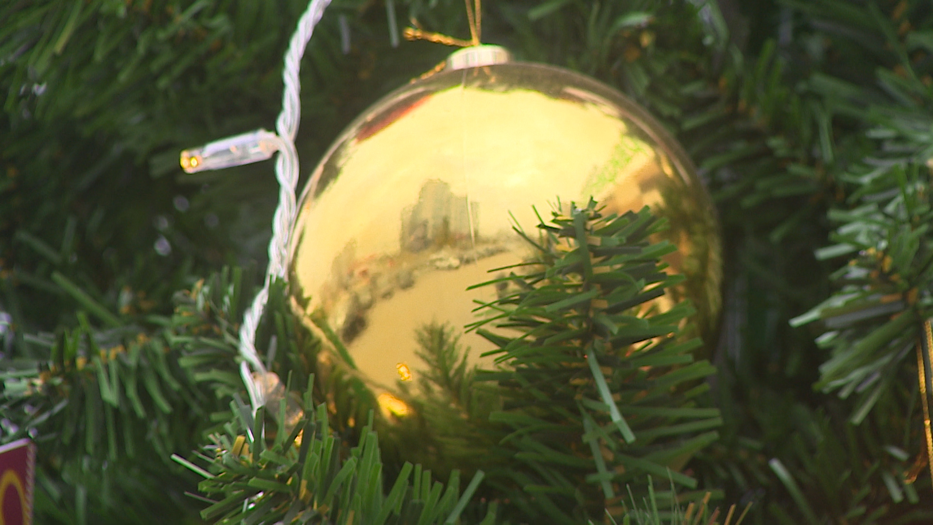 Из-за кражи елки на трех волгоградцев завели уголовное дело