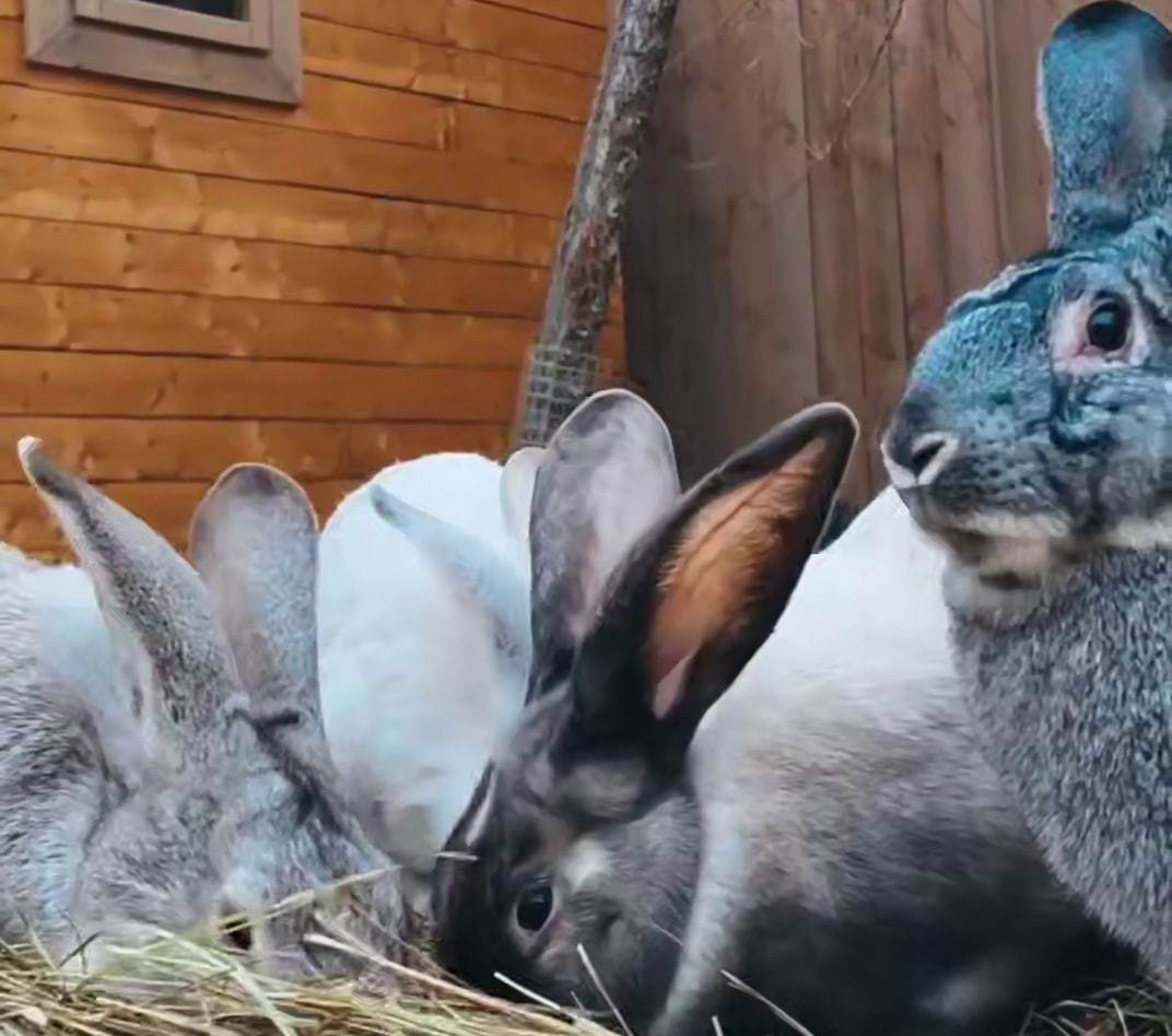 В ЦПКиО Волгограда родились еще три кролика