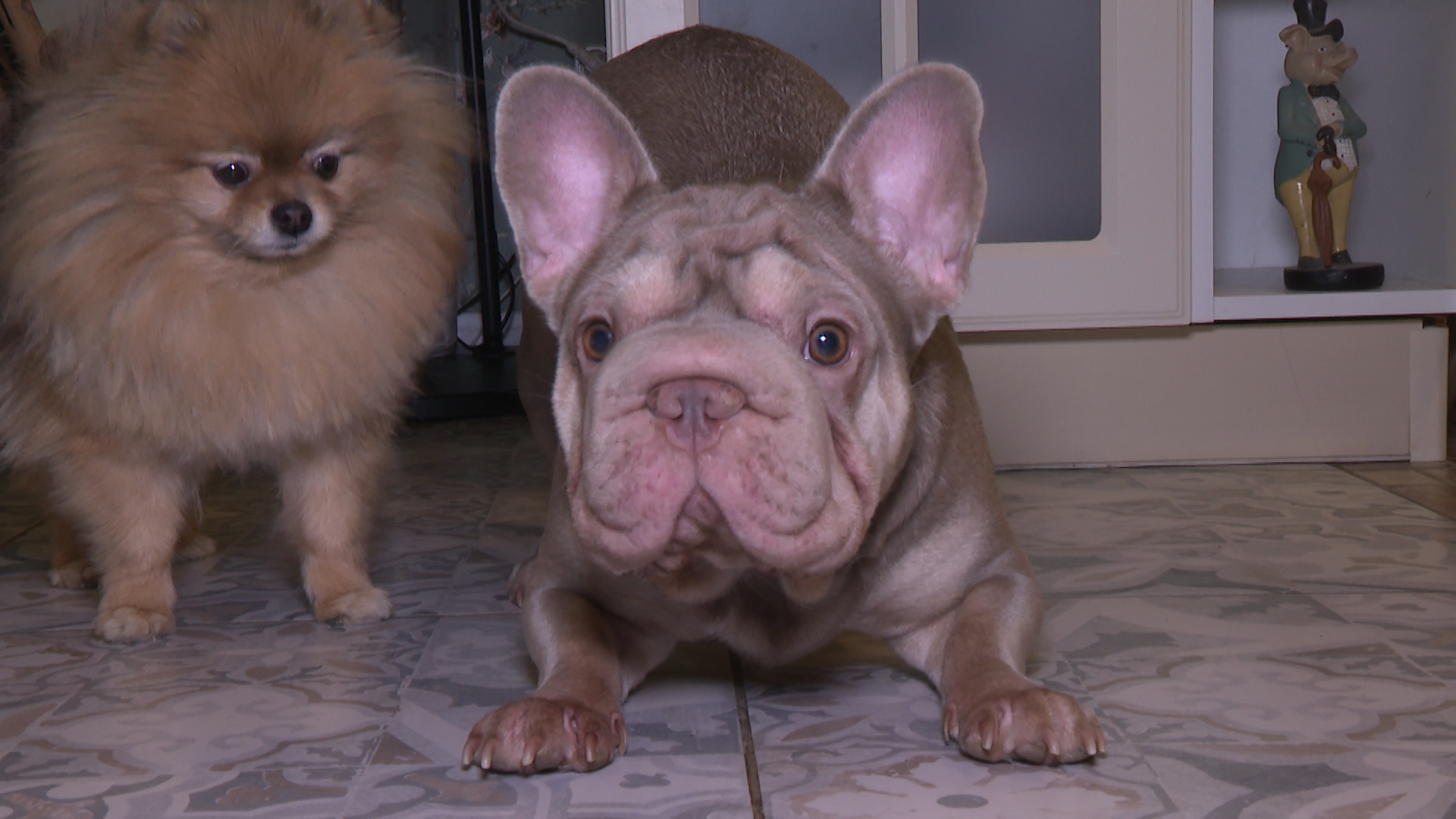 Волгоградцам дали советы, как безопасно для питомцев встретить Новый год