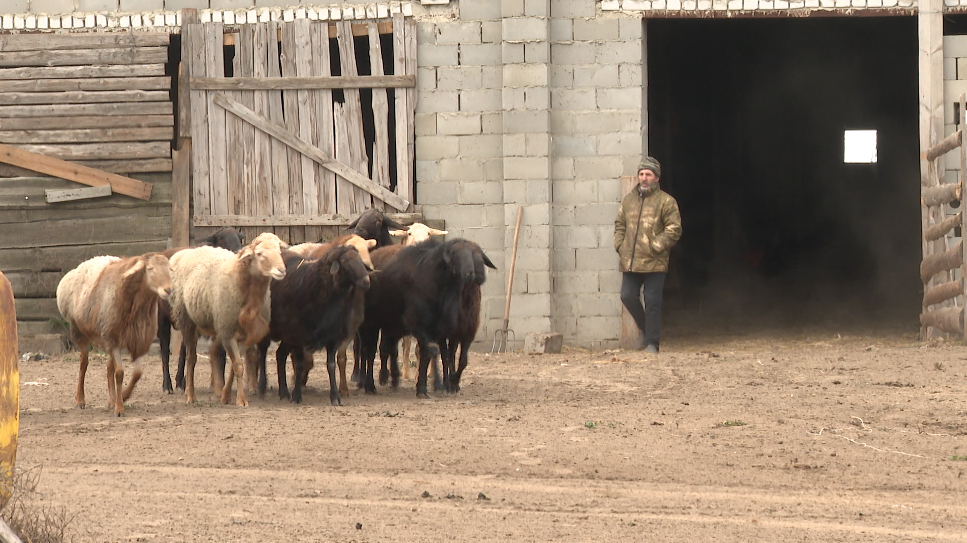 «Зимовки нет»: волгоградские чабаны продолжают выпас овец из-за относительно теплой погоды
