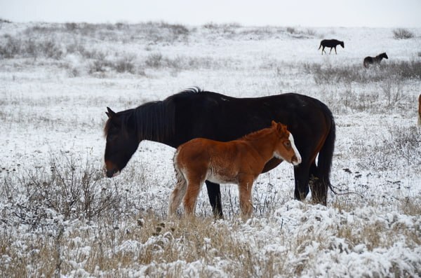 Среди снегов: фермер зимой вывел на выпас коней в Волгоградской области