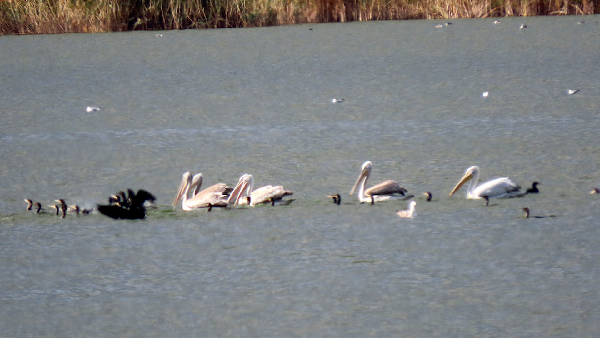 В Волгоградской области обосновался краснокнижный кудрявый пеликан