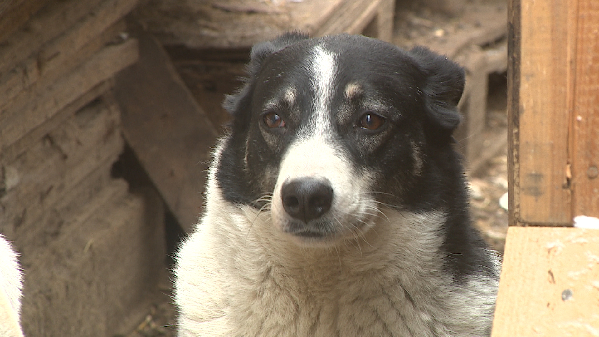 Приют для бездомных животных в Волжском нуждается в поддержке