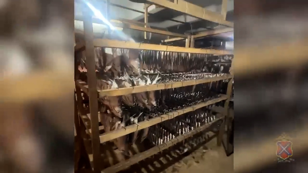 12,5 тонны нелегальной рыбы нашли в подпольном цехе на севере Волгограда