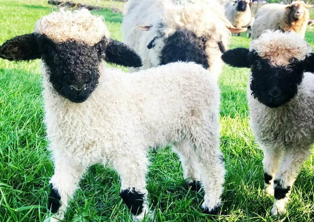 Милейшие овечки Уэссан могут появиться в ЦПКиО Волгограда