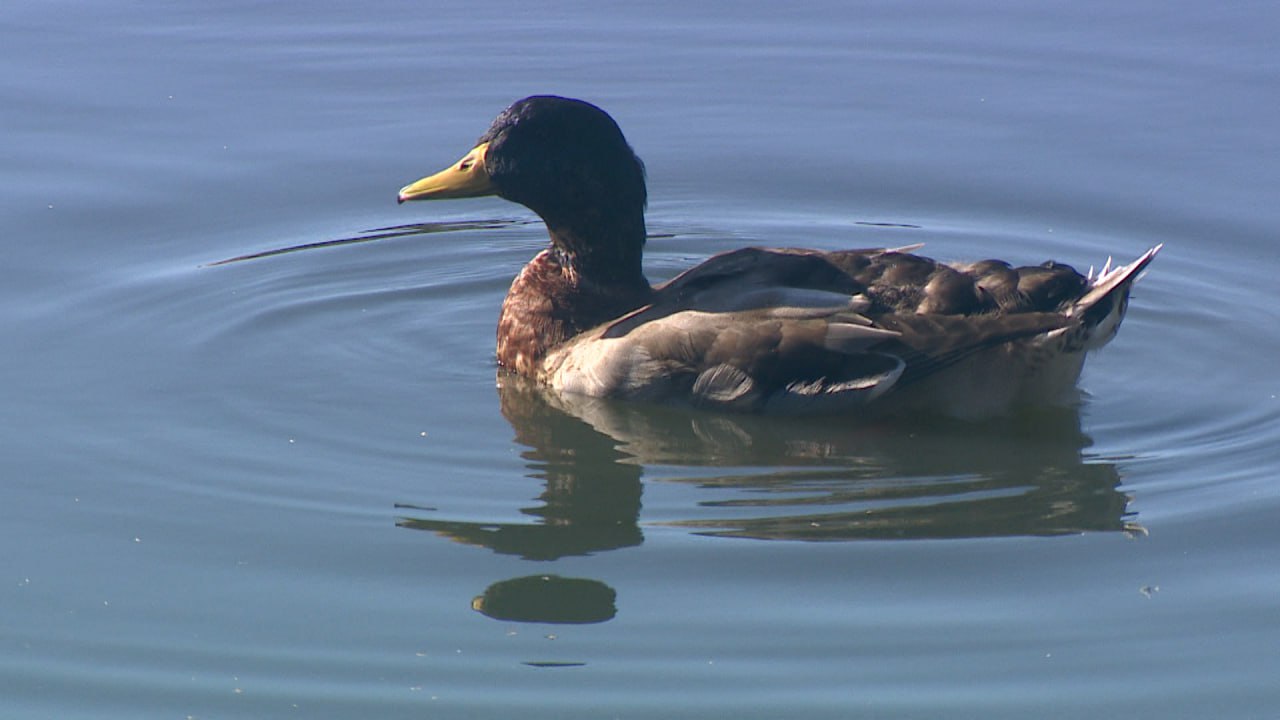 Волгоградцев просят помочь в подсчете водоплавающих птиц
