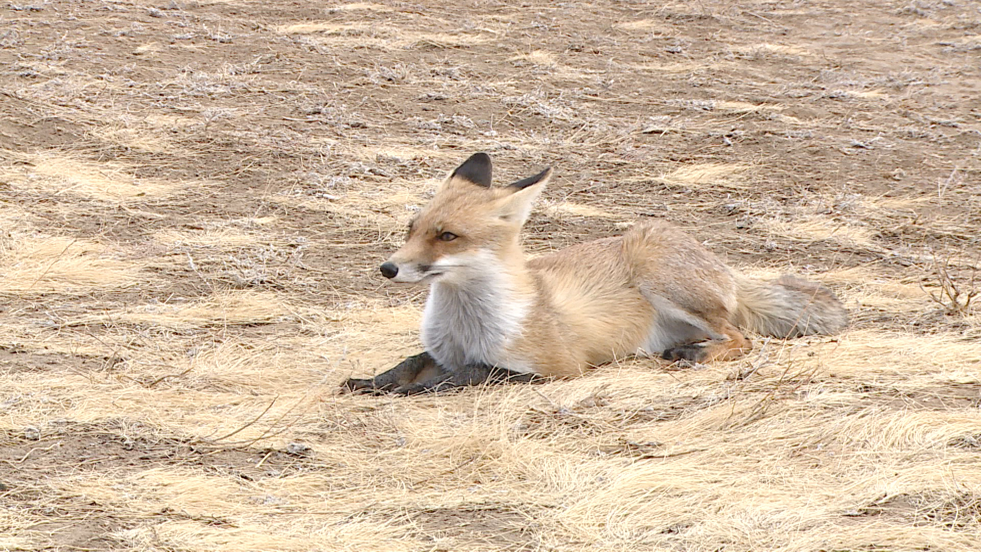 Отстрел волков, лисиц и шакалов разрешили в Волгоградской области