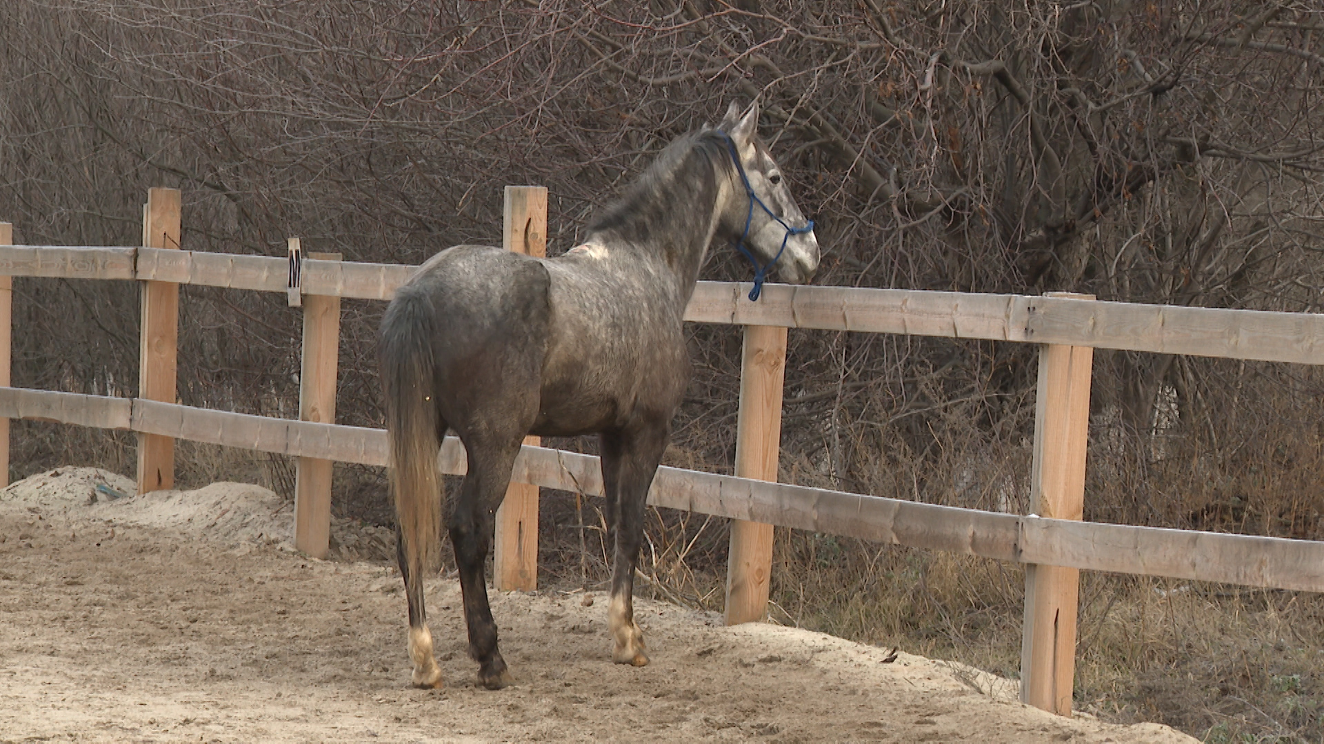 Бастрыкину доложат о травмировании 11-летней волгоградки в конном клубе