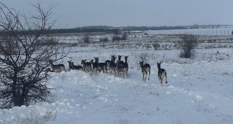 Волгоградская область переселила 50 европейских ланей в соседний регион