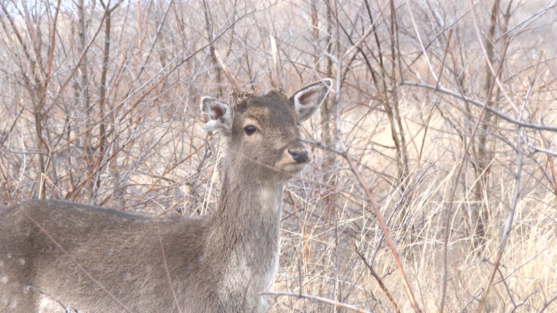 Зимний учет диких животных продлится до 3 марта в Волгоградской области