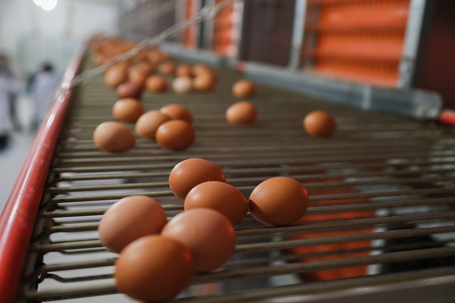 В Волгоградской области в 2025 году увеличили производство яиц на 9,8 миллиона штук