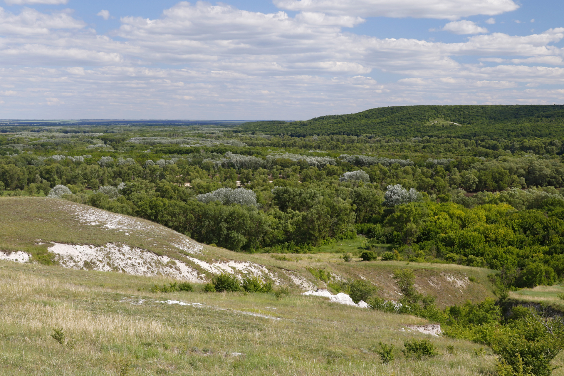 Опубликована книга с описанием растительного мира Нижнего Прихоперья Волгоградской области