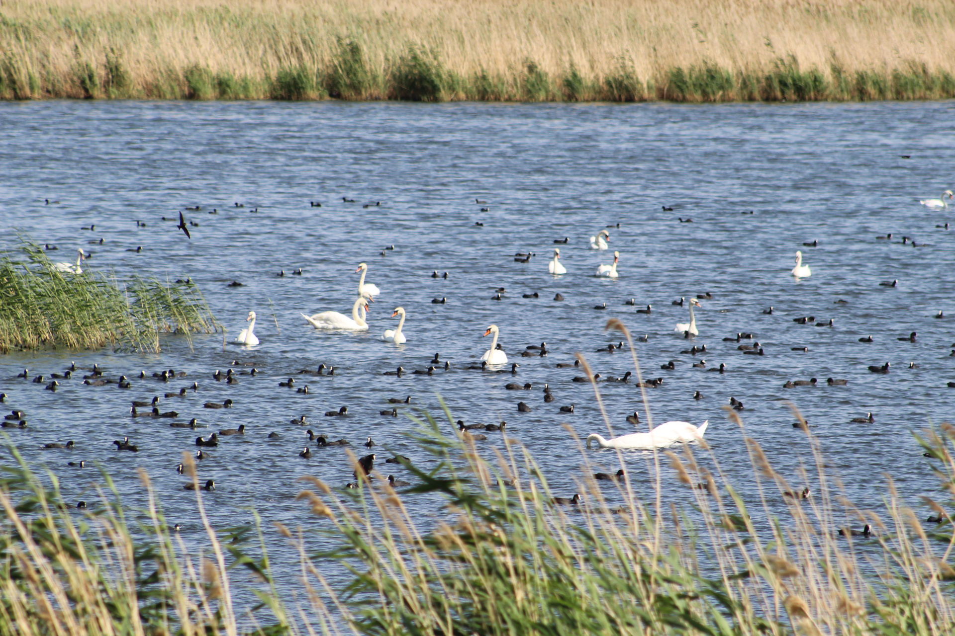 На прудах волгоградского предприятия насчитали 15 краснокнижных птиц в 2025 году