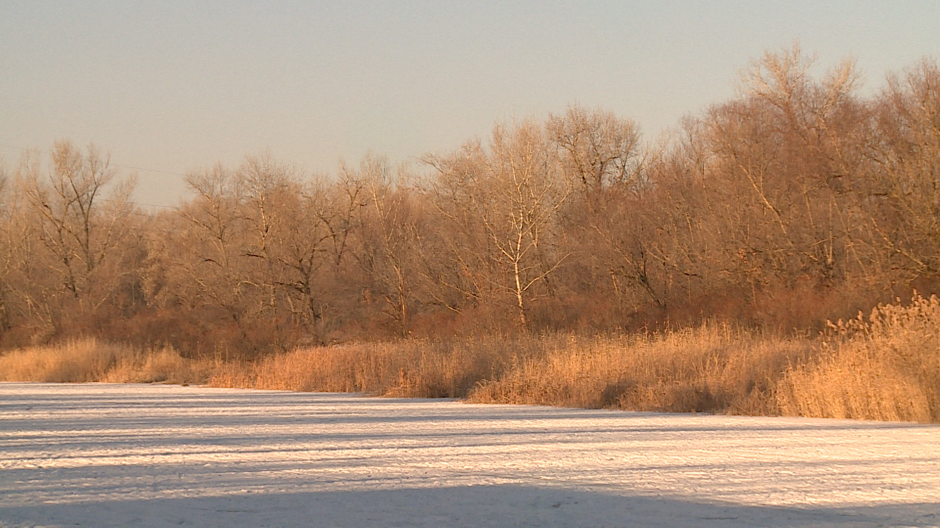 В Волгоградской области разрешили отстрел 54 кабанов