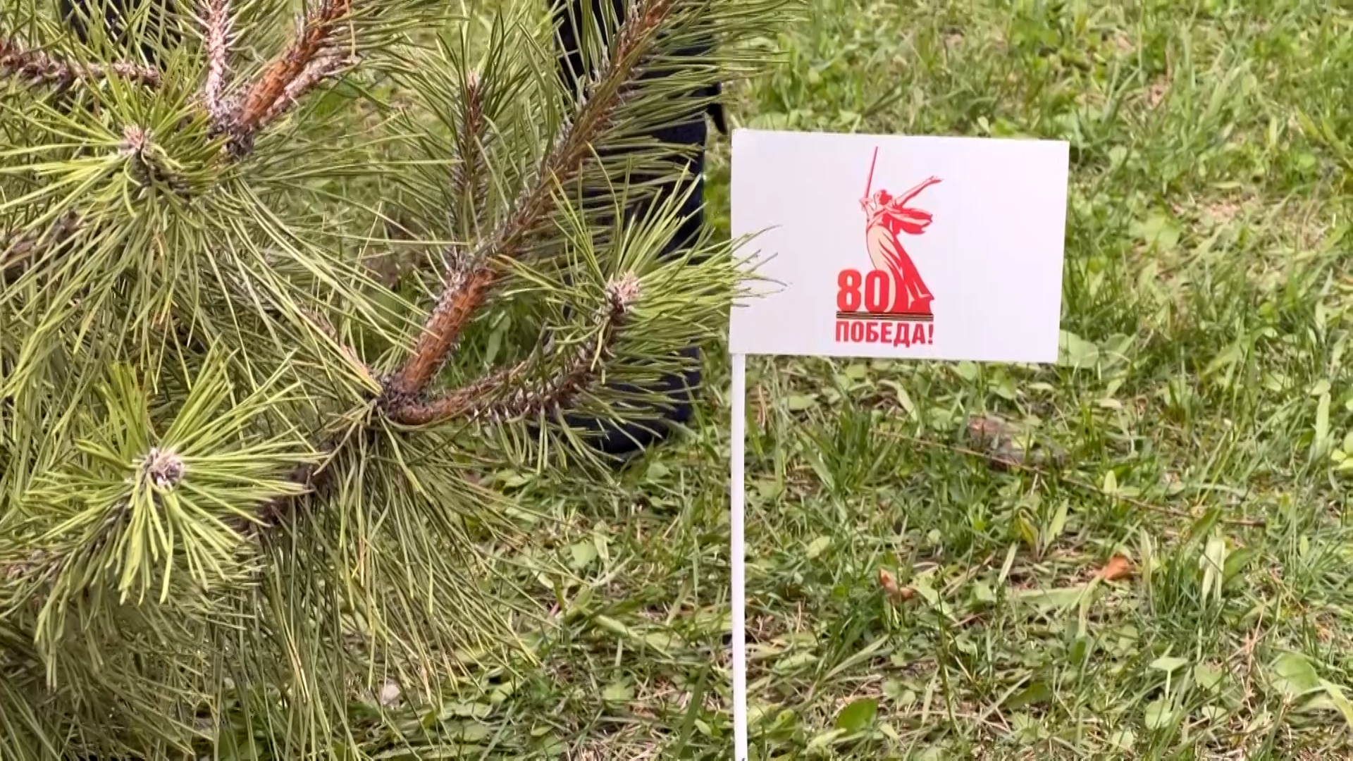 Саженцы крымской сосны высадили на Мамаевом кургане в преддверии 80-й годовщины Победы