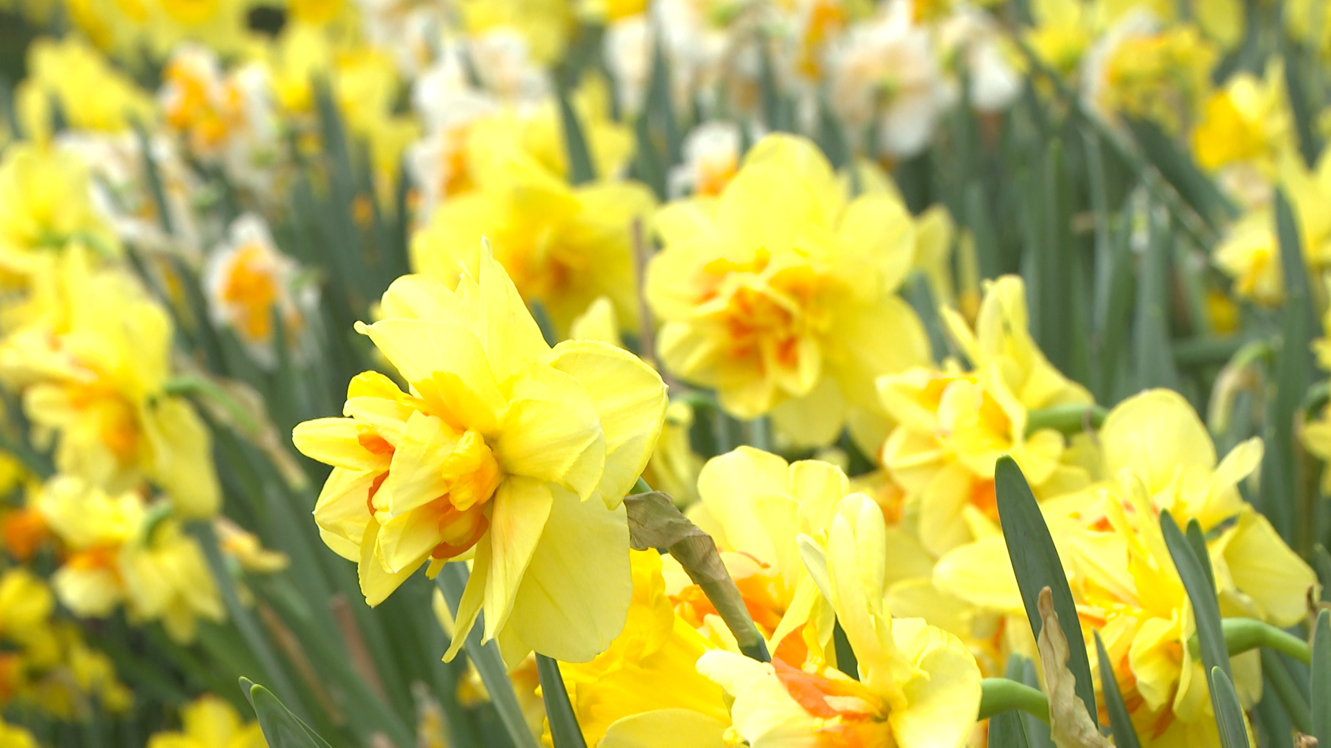 Более 12 тысяч волгоградцев побывали на выставке первоцветов