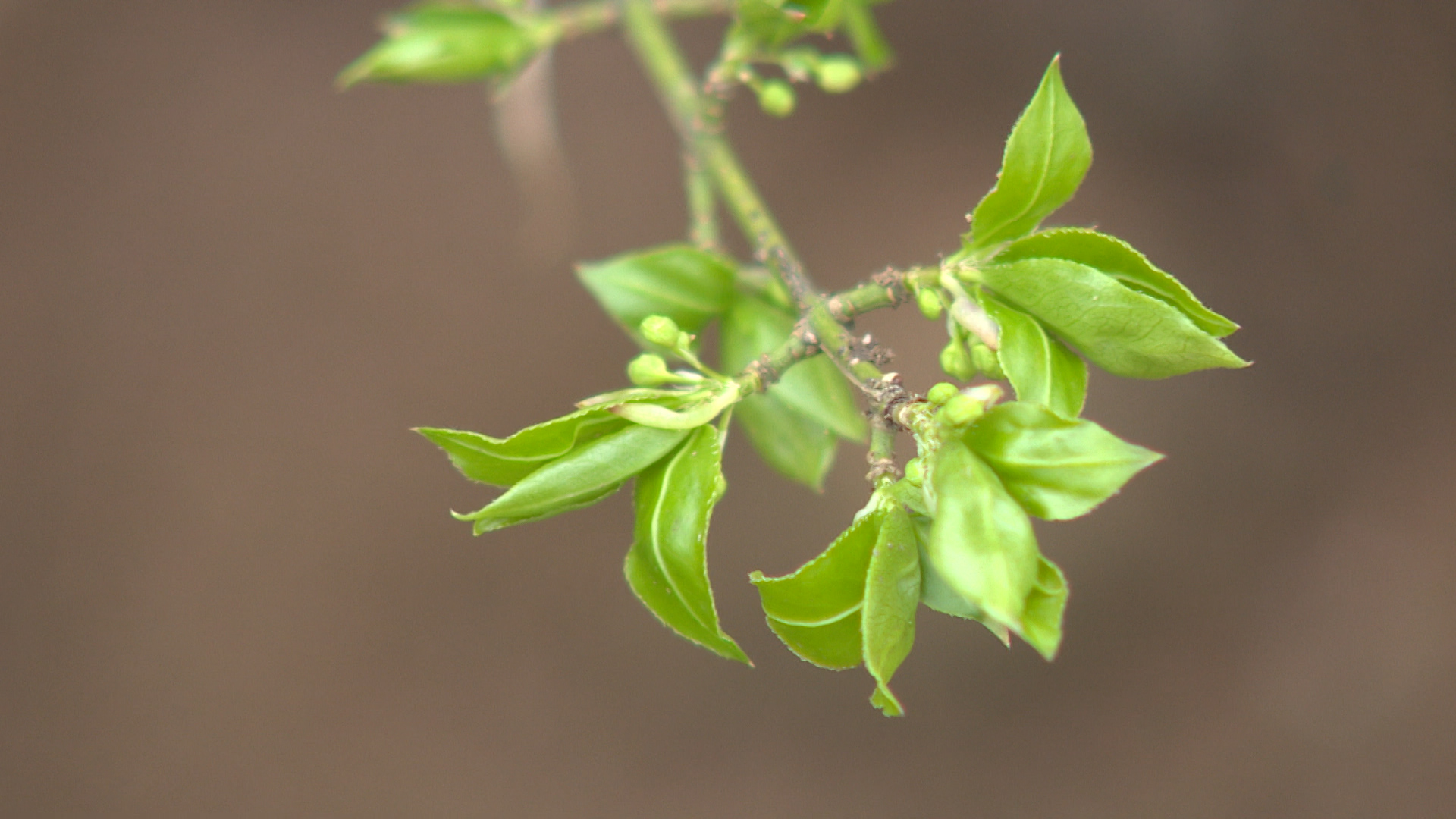 На юге Волгограда высадят 270 новых растений для будущего экопарка
