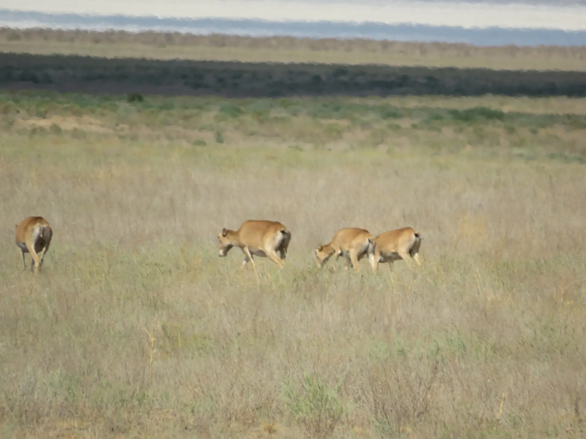 В Приэльтонье пересчитают краснокнижных сайгаков