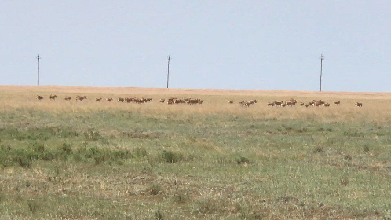 В Волгоградской области с начала года обнаружили почти 3 тысячи сайгаков