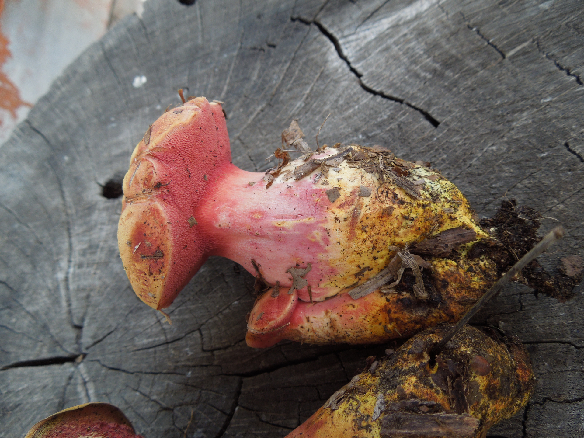 Правила сбора и оборота редких грибов и растений изменятся в Волгоградской области