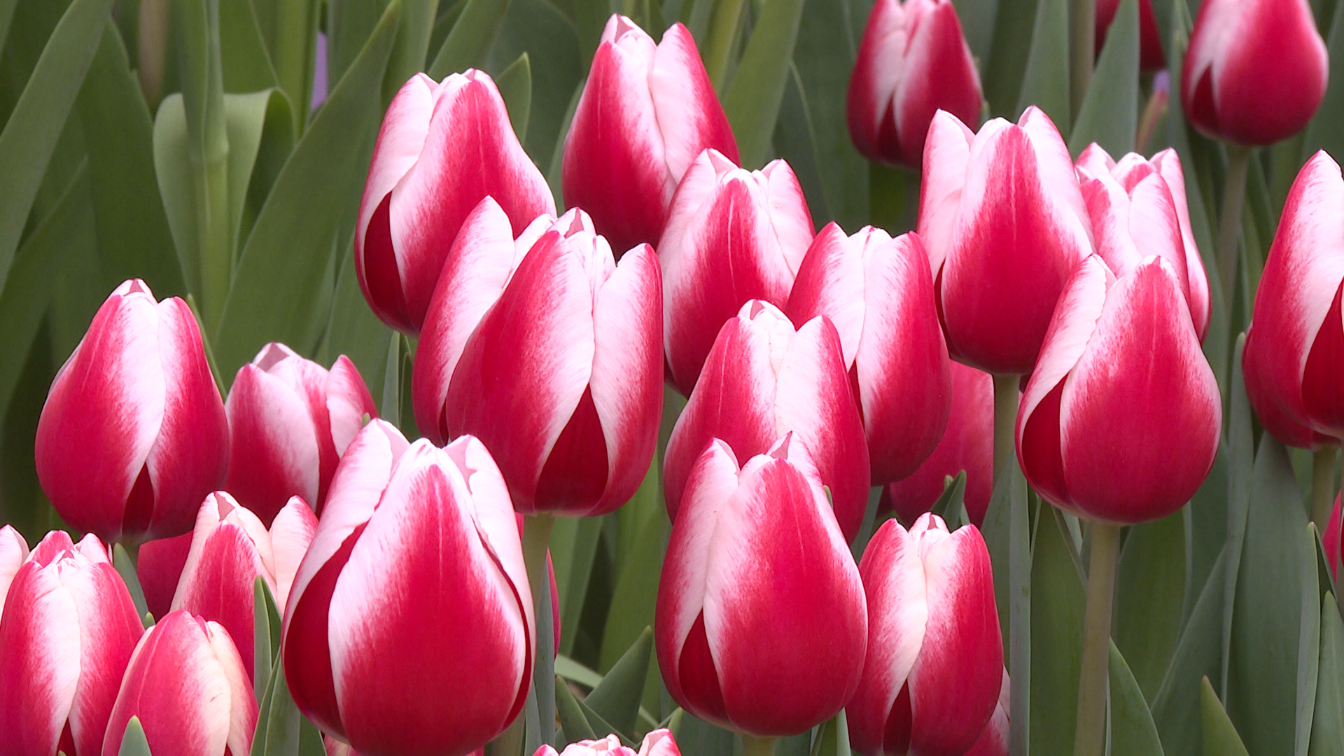 16 тысяч человек посетили выставку первоцветов в Волгоградском ботсаду