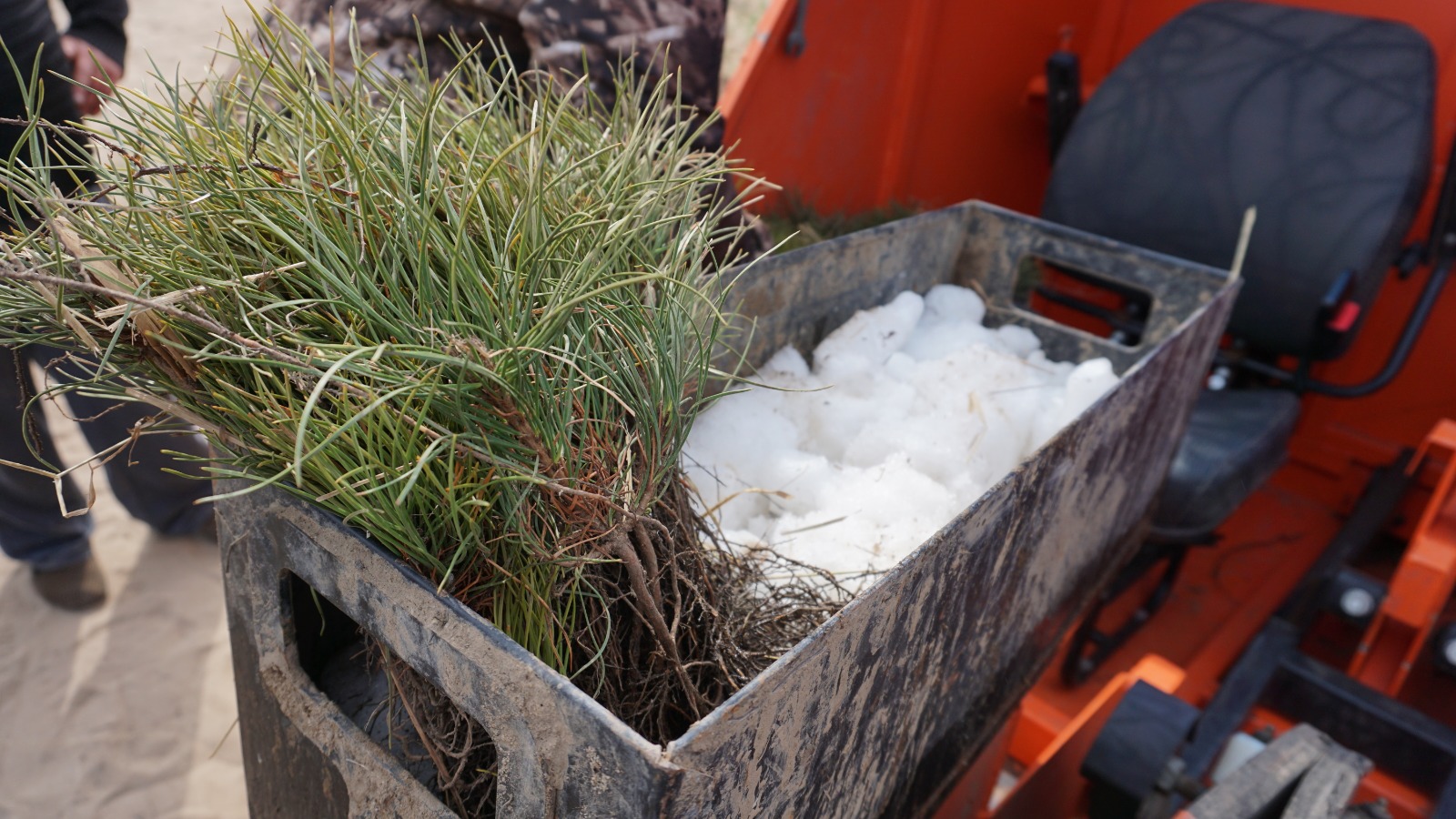 Лесничества Волгоградской области на 27% увеличили заготовки к весенней лесопосадке