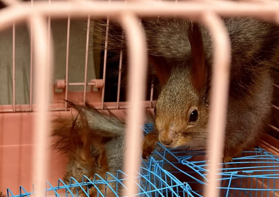 Белок Элвина, Тима, Алтая и Веснушку заселили в парк Волжского
