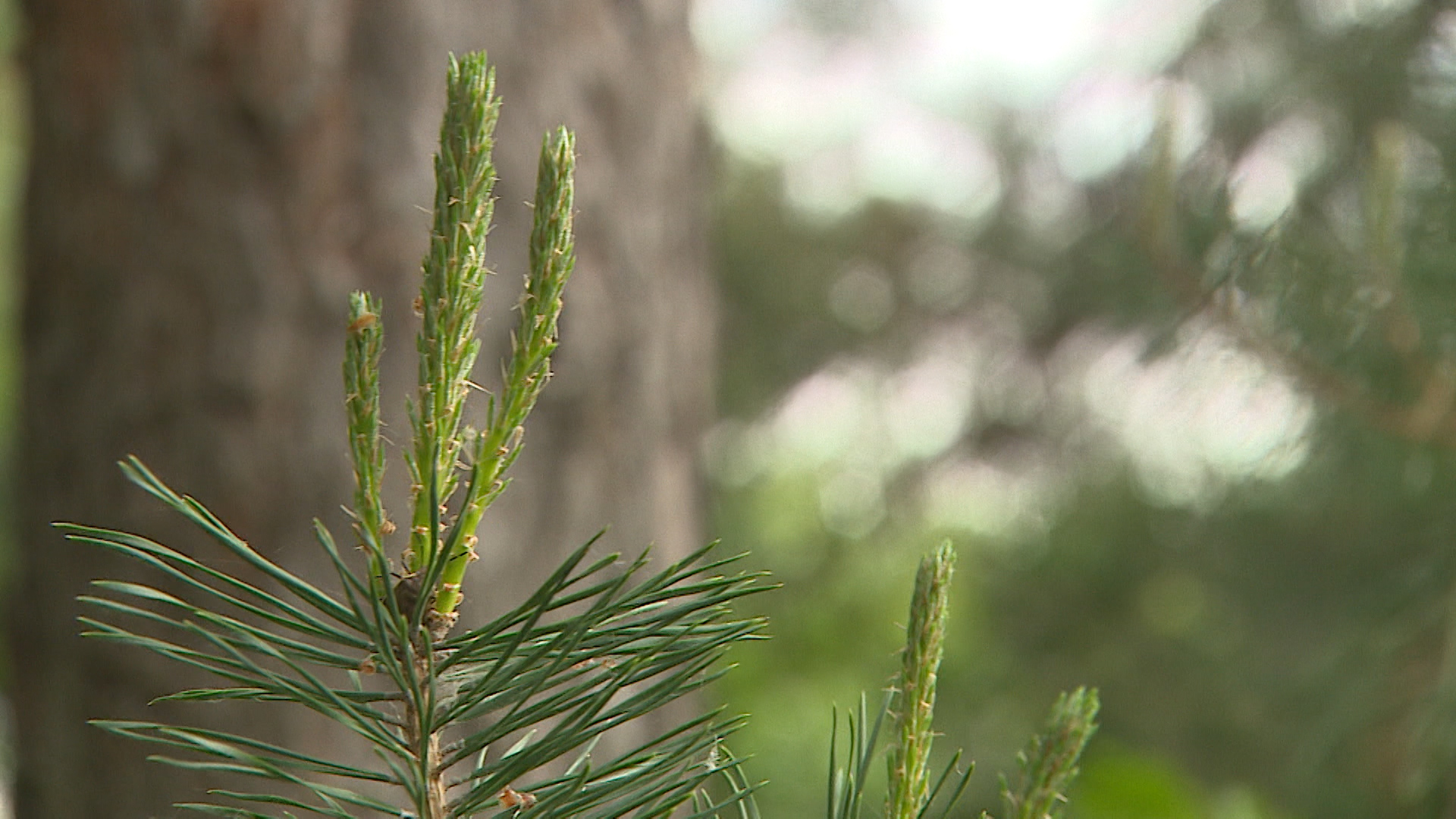 До +6º потеплеет в Волгоградской области 1 марта