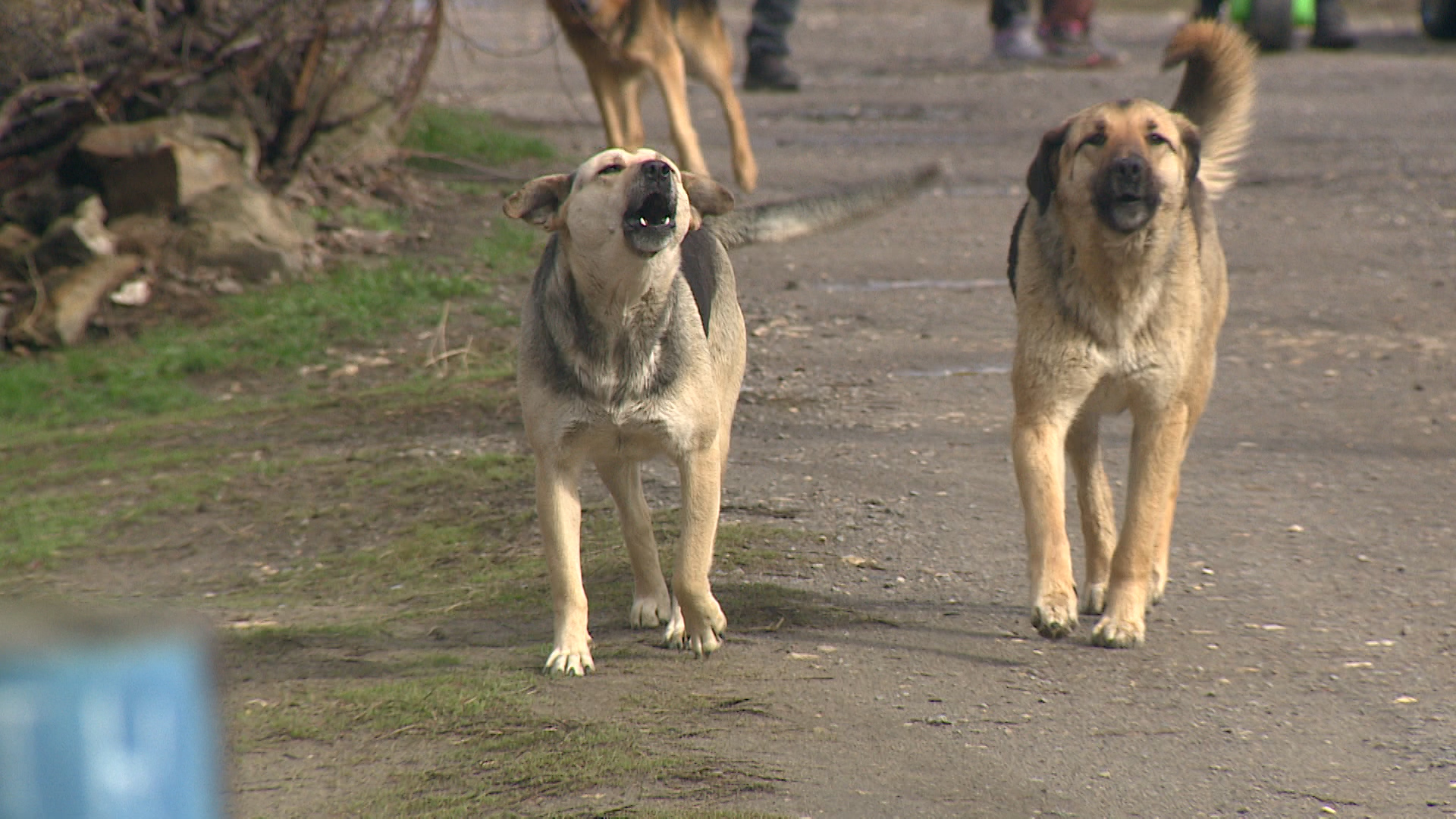 Бастрыкин поручил возбудить дело после жалоб на бездомных собак в Городище