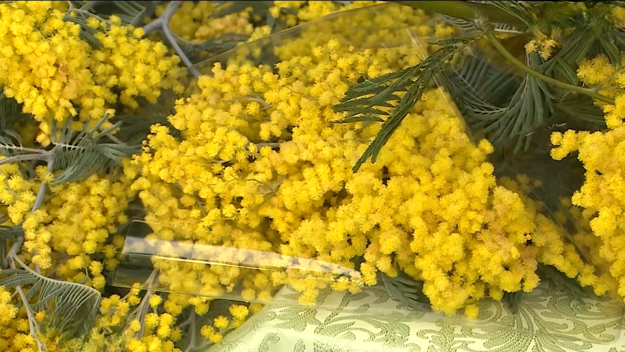 Мимозу везут в Волгоградскую область из Абхазии