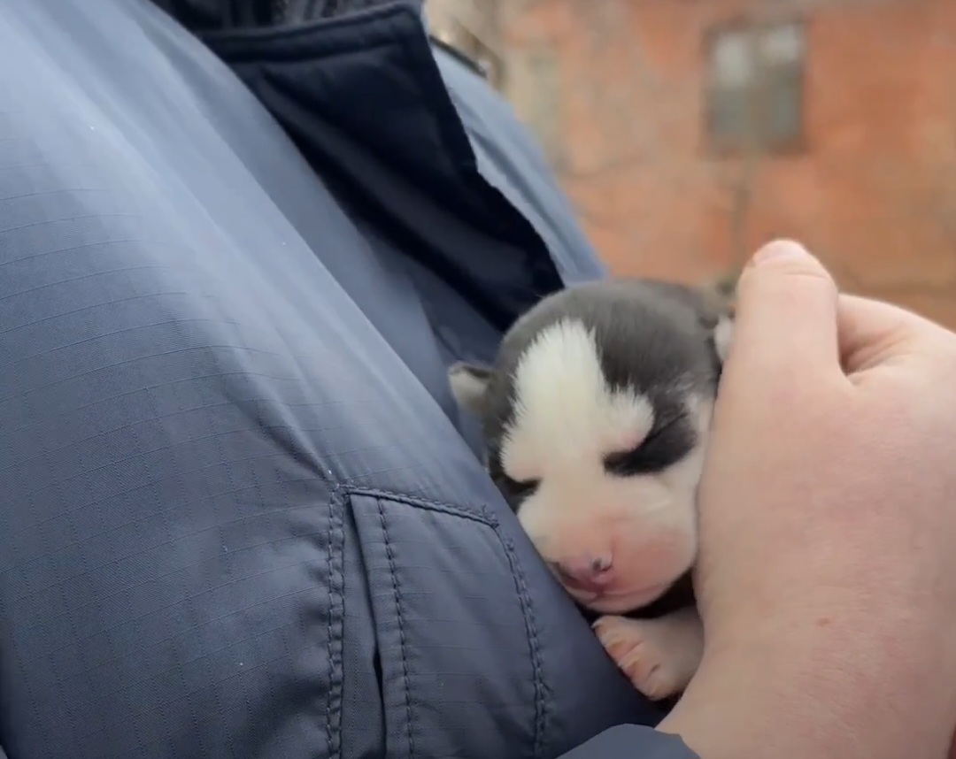 Брошенное в аварийном доме семейство хаски спасли в Волгограде