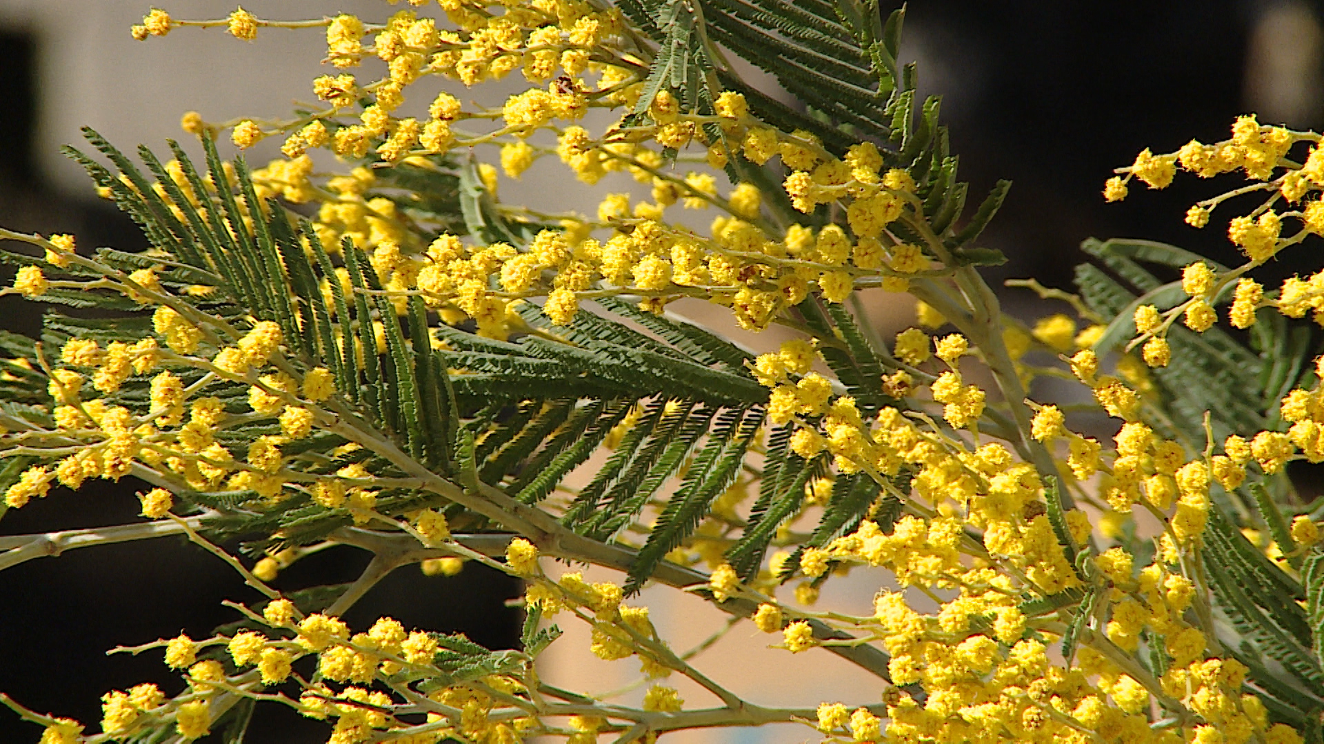 Волгоградцам назвали адреса точек по продаже цветов к 8 Марта