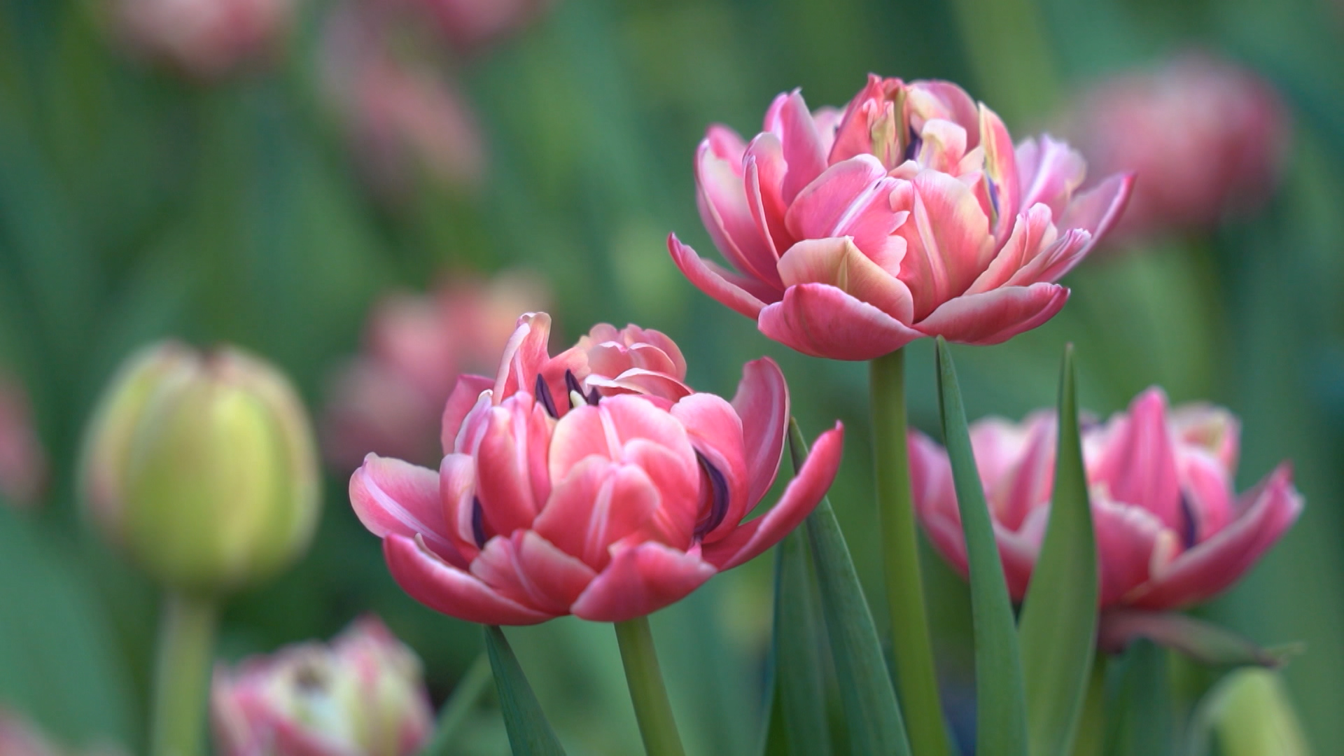 Тюльпаны, крокусы, гладиолусы, лилии выращивают в волгоградских теплицах к 8 Марта