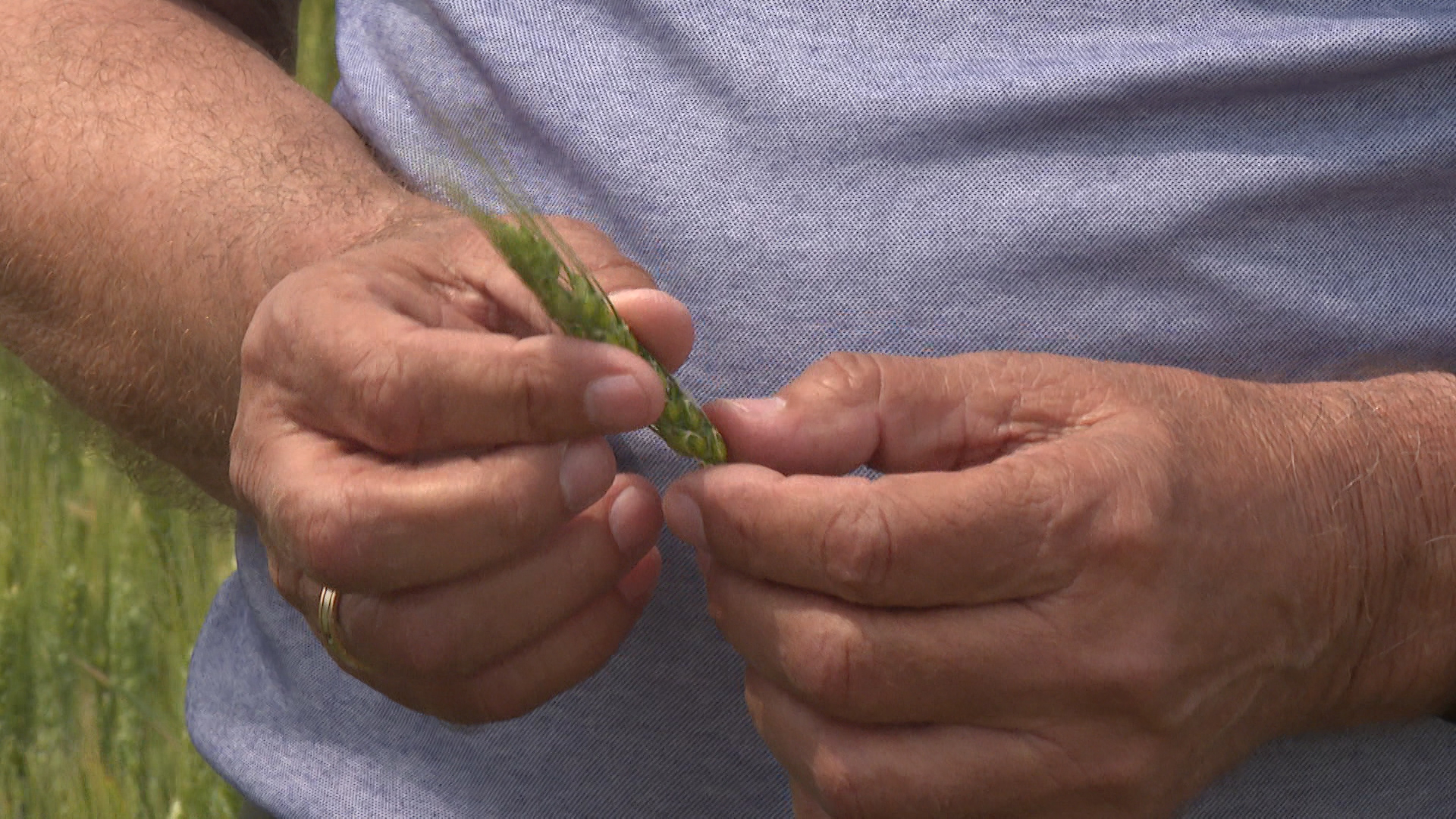 Свыше 30 гектаров сельских полей оказались испорчены сорняками под Волгоградом