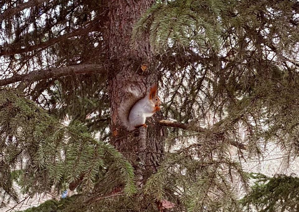 Белок выпустили на волю в волжском парке «Гидростроитель»