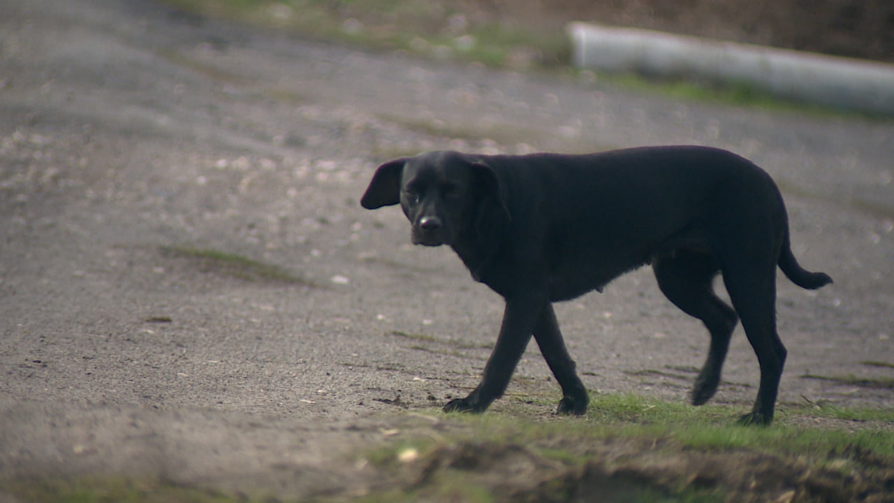 Более 1500 жителей Волгоградской области обратились в поликлиники после укусов животными