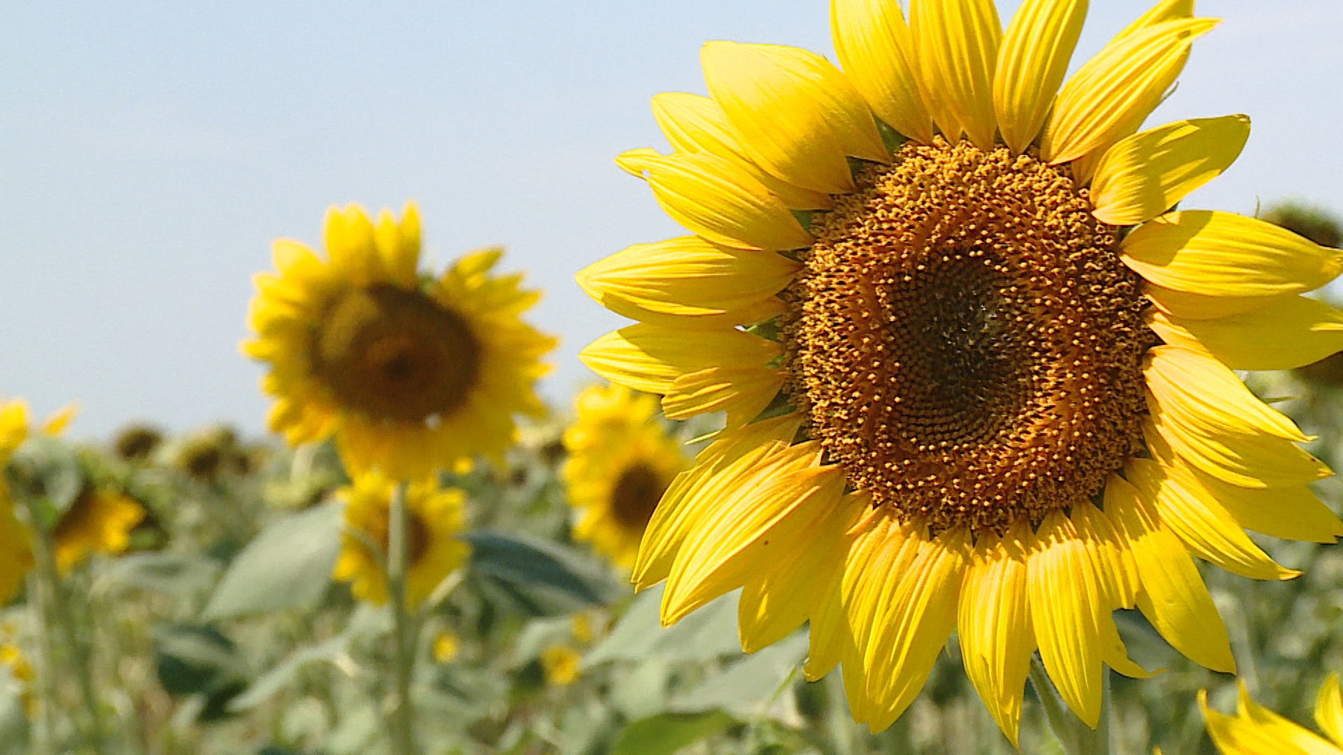 Масличные культуры займут не менее 1 млн гектаров в Волгоградской области