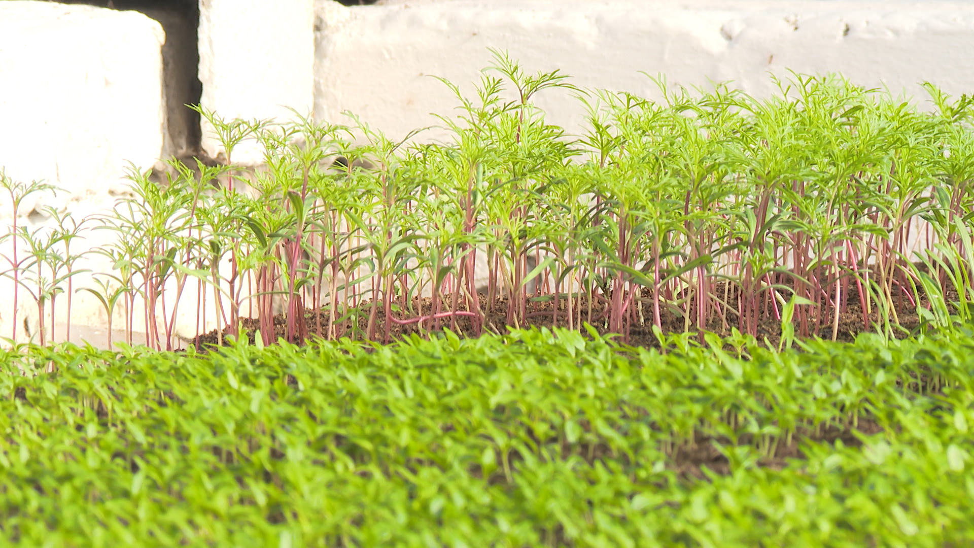 Весенний ажиотаж: волгоградские фермеры выращивают рассаду в теплицах