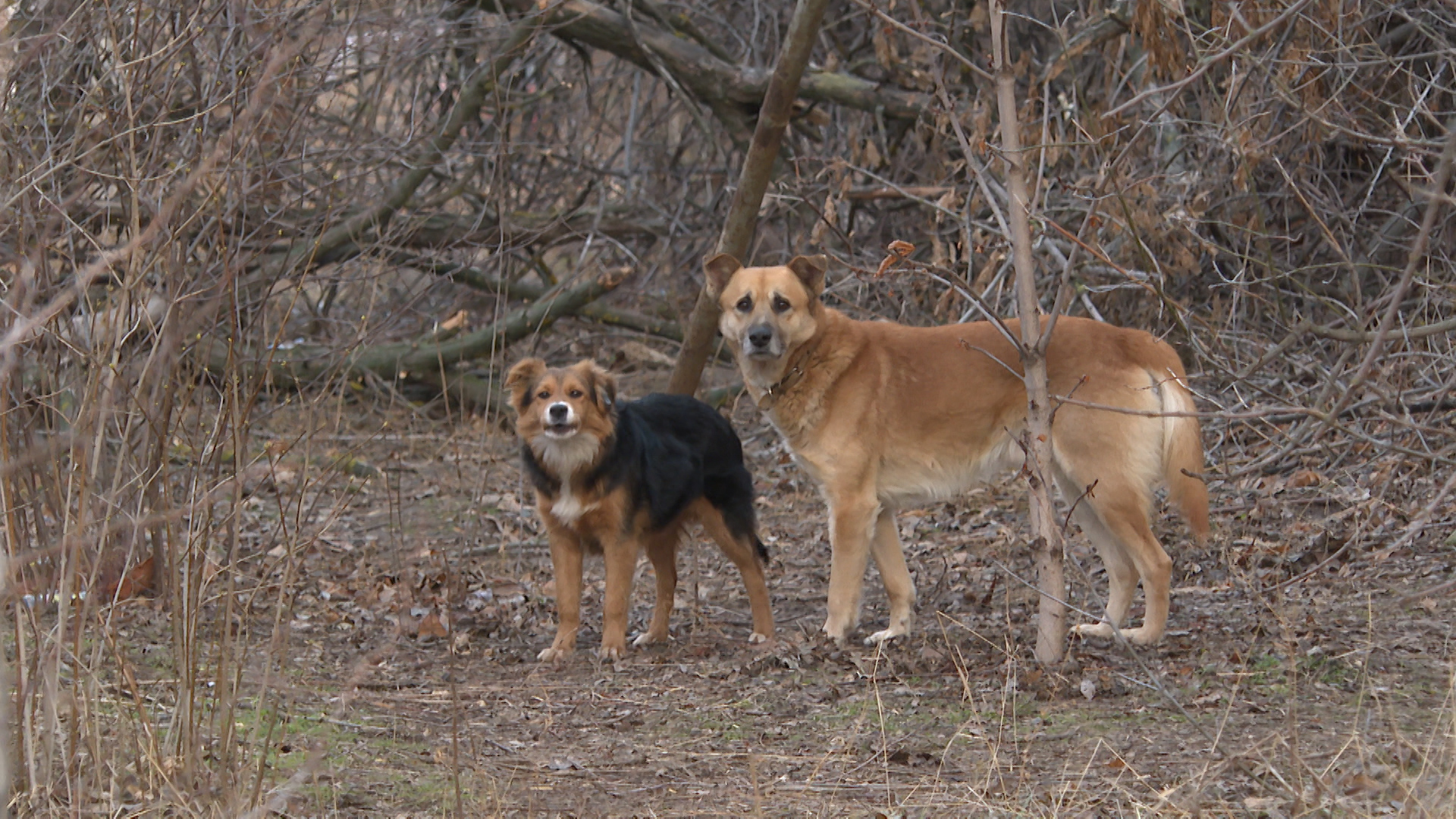 Александру Бастрыкину доложат о ситуации с бездомными собаками в районах Волгограда
