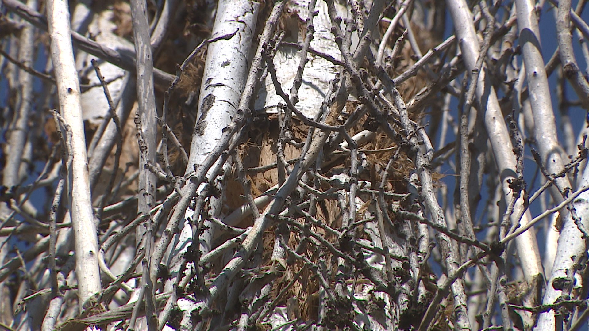 63 гектара сельхозугодий под Волгоградом оказались испорчены сорняками