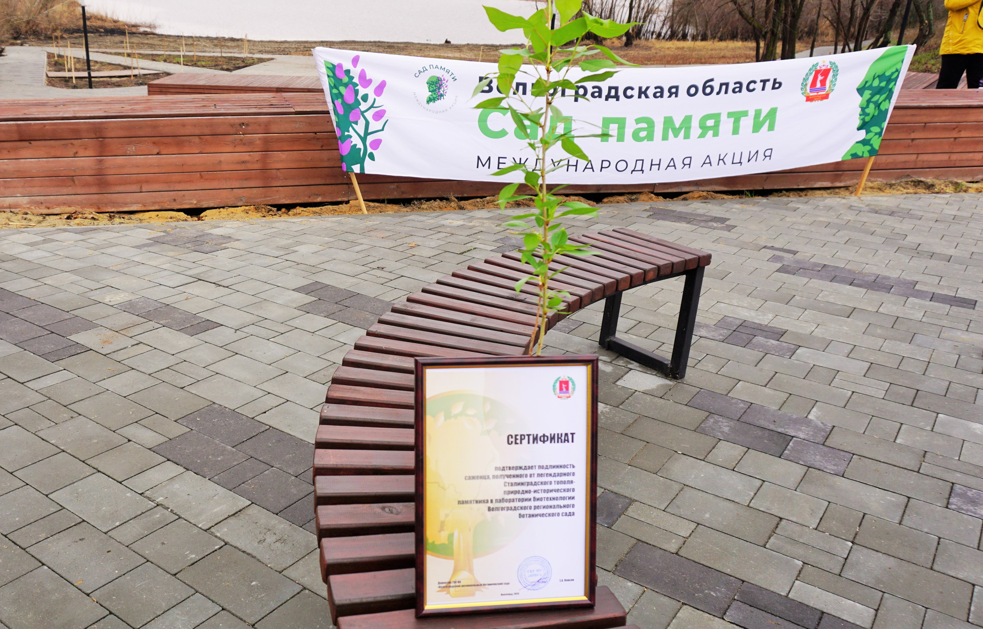 Клон знаменитого Тополя Победы высадили во Фроловском районе