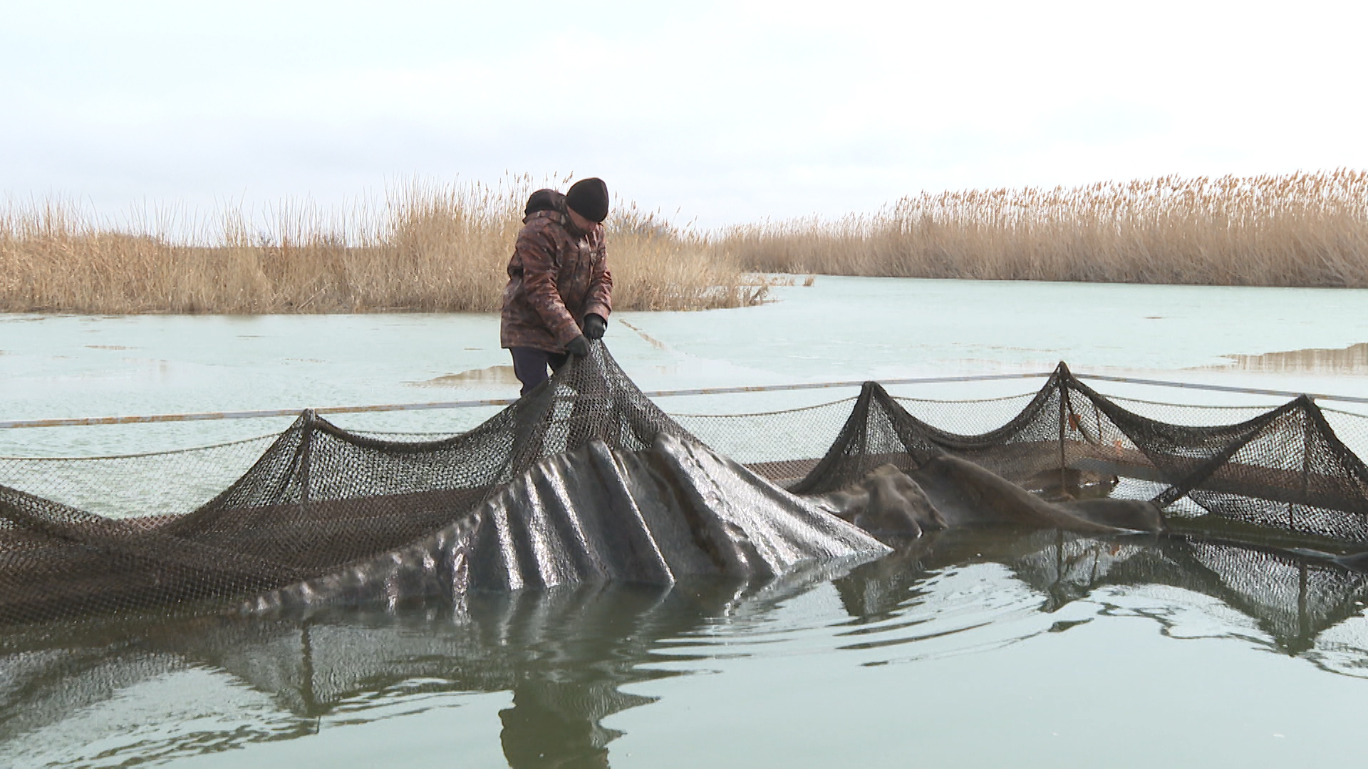 На осетровой ферме в Волгоградской области планируют принимать экотуристов