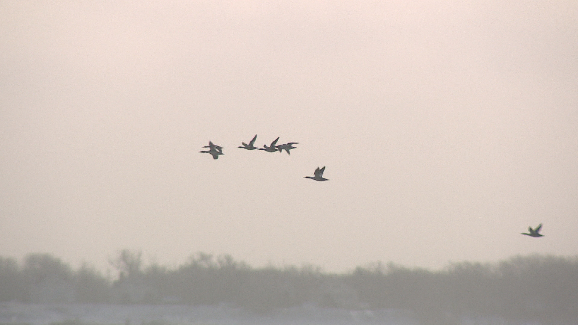 Охота на птиц открылась в Волгоградской области