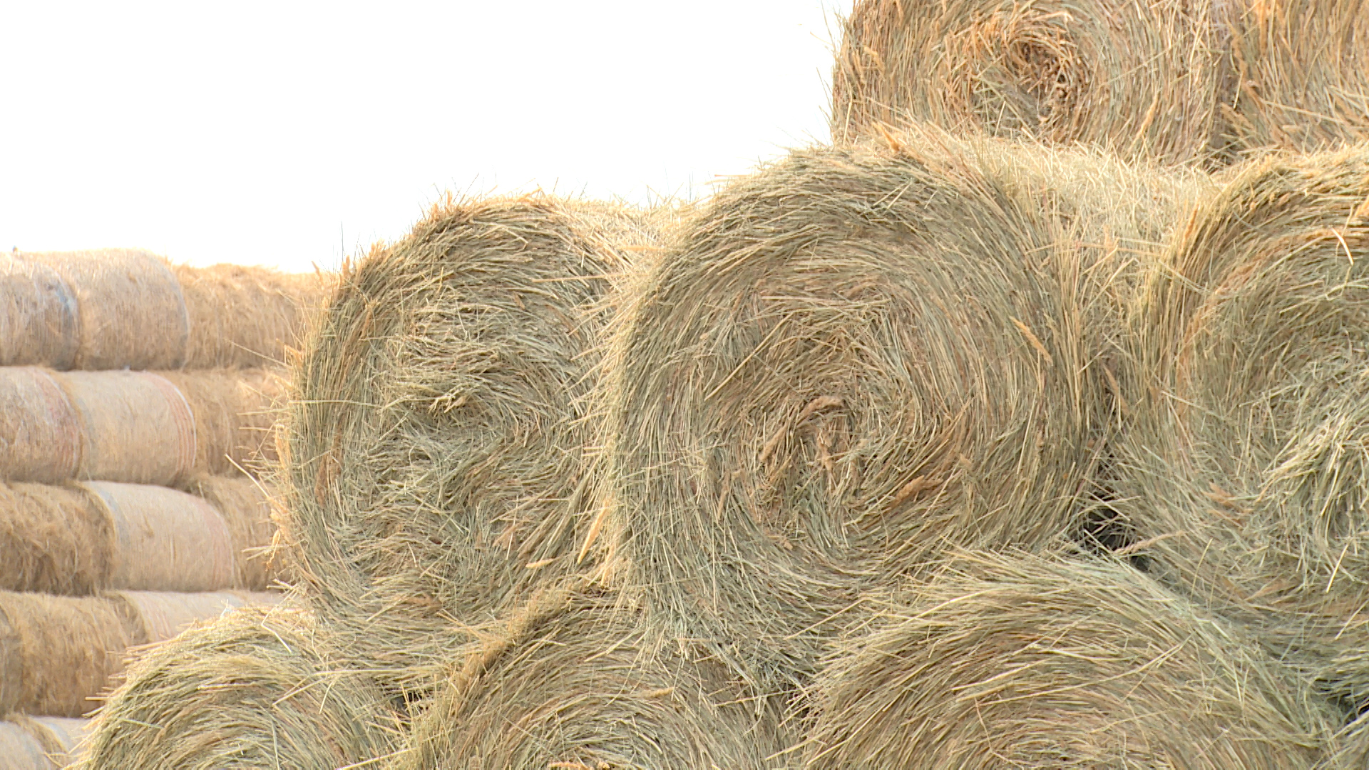 Очаг бруцеллеза обнаружили в одном из хуторов Волгоградской области